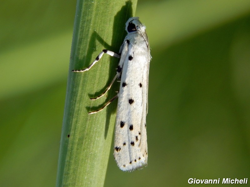 Myielois circonvoluta ?